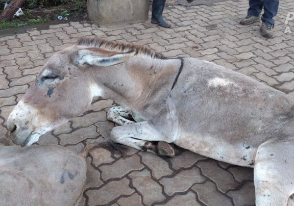 Exposed Again: Donkeys Abused and Slaughtered for Traditional Chinese Medicine