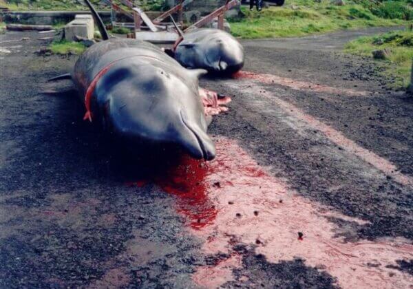 Stop the Bloody Whale Slaughter on the Faroe Islands