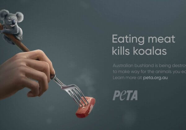 PETA’s Shopping Centre Ad Blitz: Eating Meat Kills Koalas