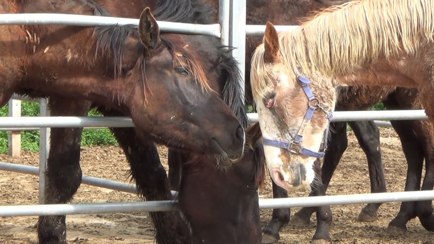 Horses appear in poor condition at a horsemeat farm.