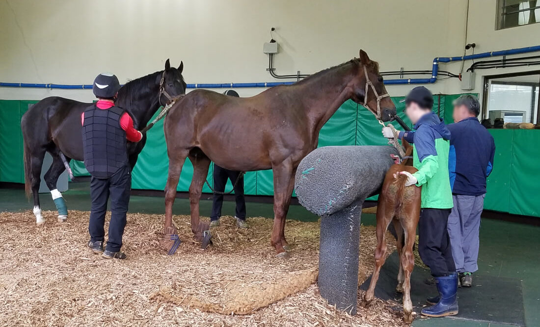 After covering (mounting) one mare in the morning, American stallion Take Charge Indy reappeared with a huge leg wrap but still had to mount another mare in the afternoon.