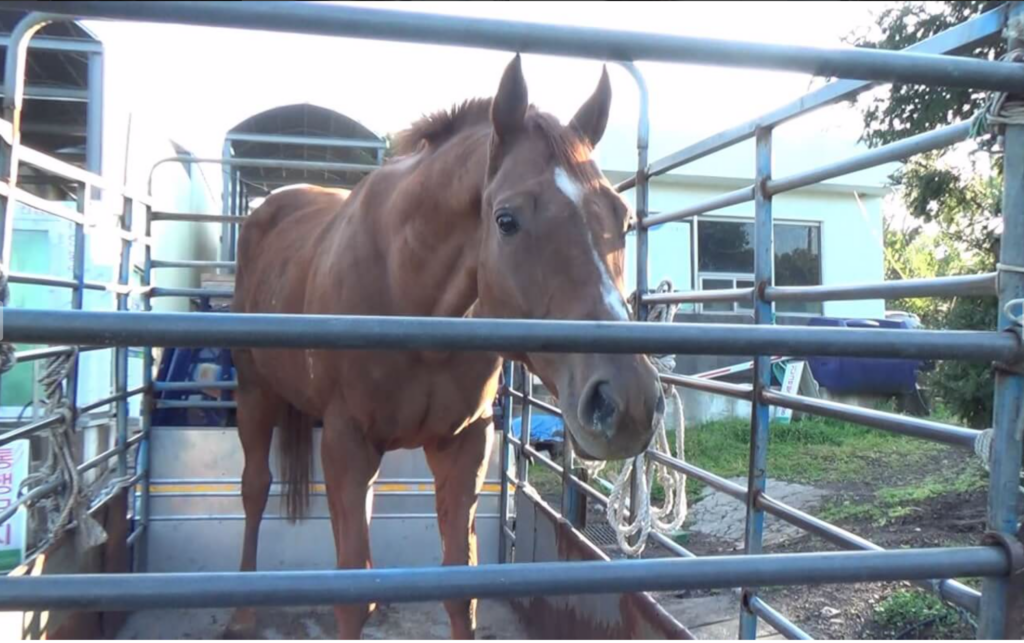 A photo of Dynamic Tank, an Australian horse slaughtered in South Korea.