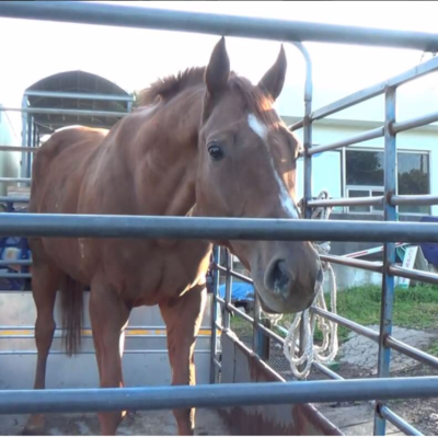 A photo of Dynamic Tank, an Australian horse slaughtered in South Korea.