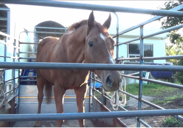 A photo of Dynamic Tank, an Australian horse slaughtered in South Korea.