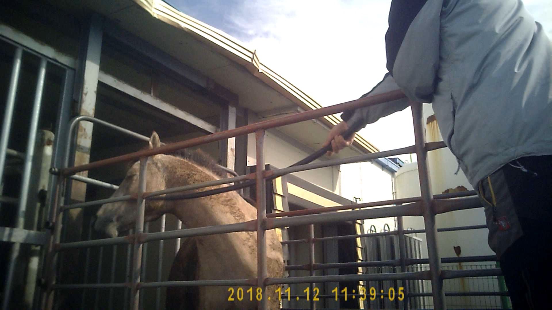 This 3-year-old filly was repeatedly struck in the face during unloading.