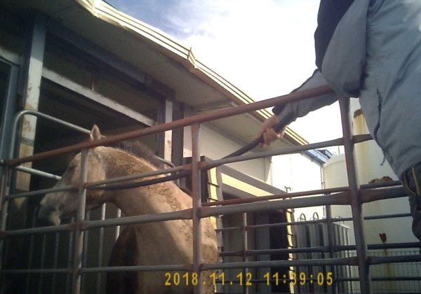 This 3-year-old filly was repeatedly struck in the face during unloading.