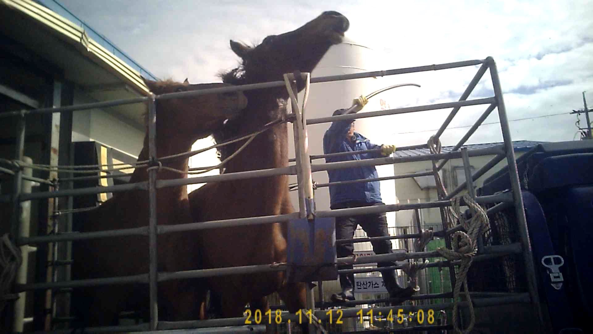 Three men took turns beating these terrified mares for almost three minutes.