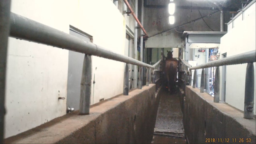 Inside South Korea's Largest Horse Slaughterhouse Action Centre