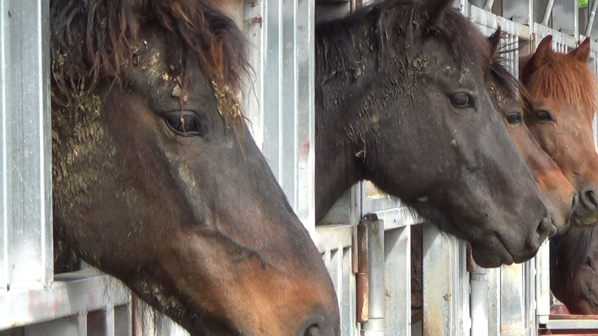 This farm had a variety of equines, from local Jeju ponies to draft horses imported from Canada.