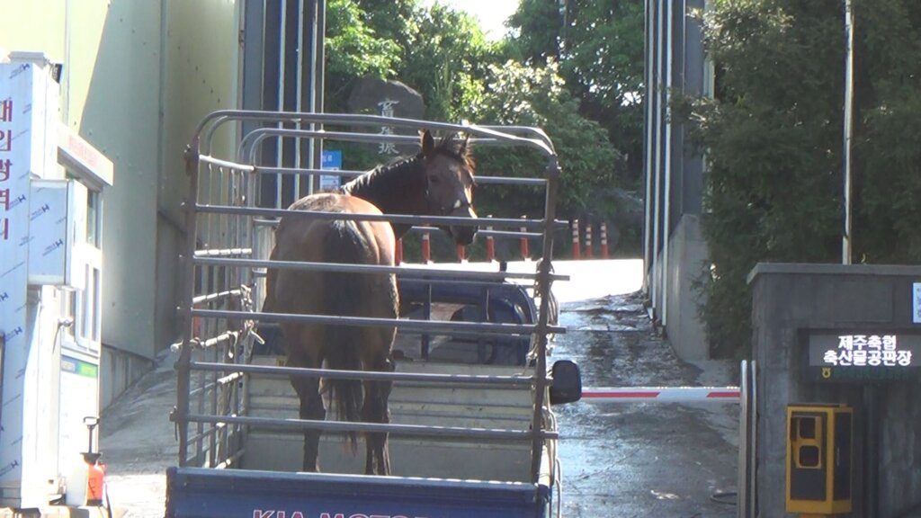 Update South Korea’s Largest Horse Slaughterhouse and Two Employees