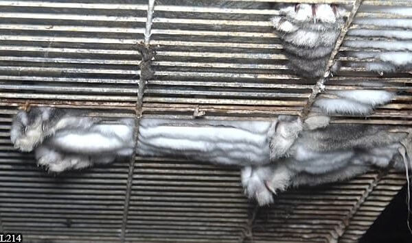 Investigation Reveals Rabbits Are Tortured for ‘Orylag Fur’