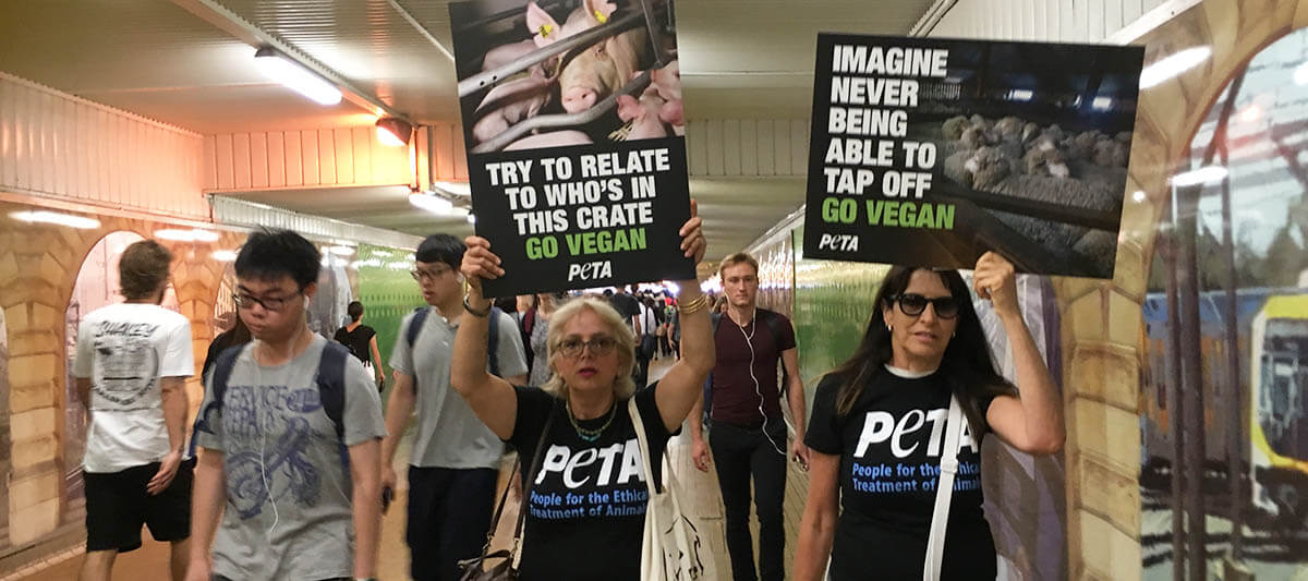 2018 PETA Australia Round-Up – Thank You for All Your Support