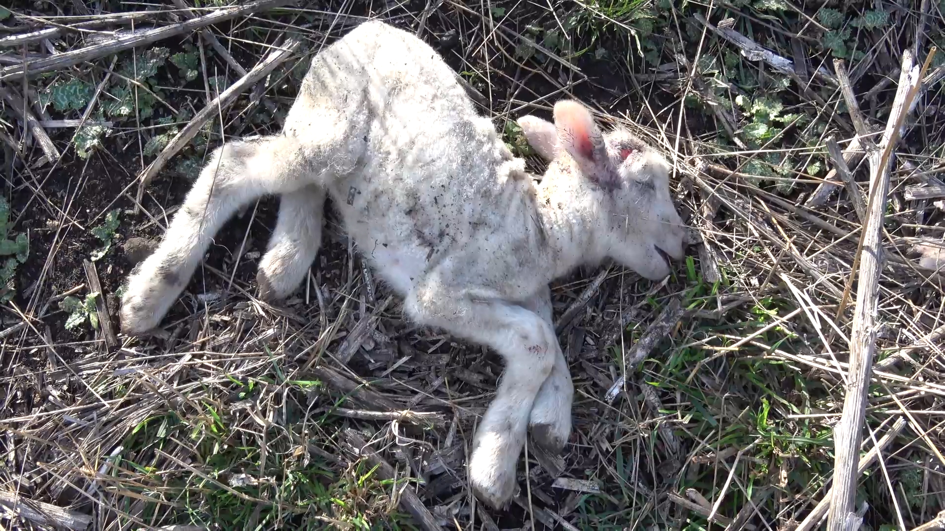 Dead lamb in a paddock