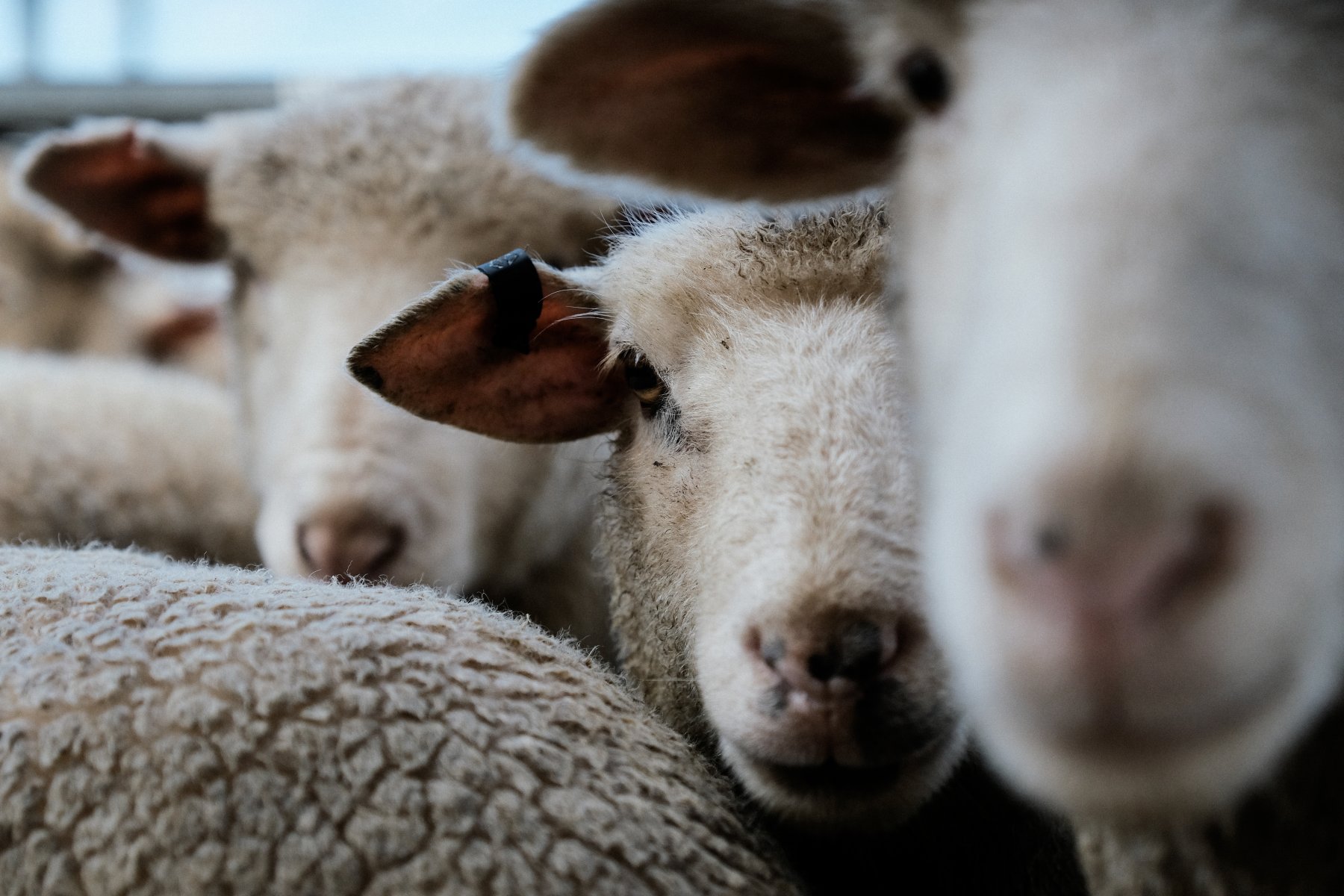 sheep at a sale yard