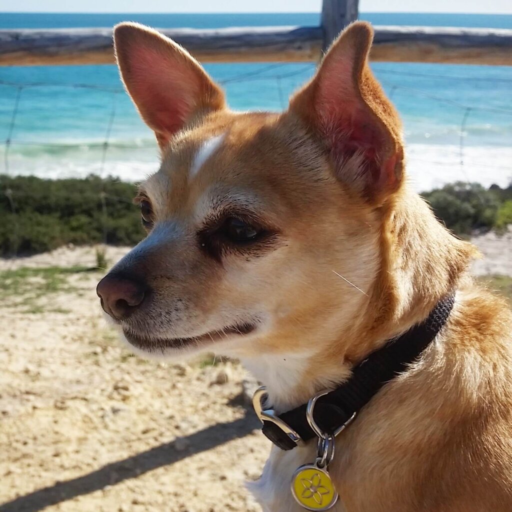 leela adopted dog