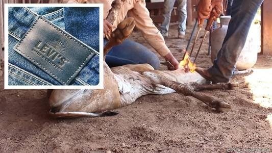 Image shows a cow being branded,