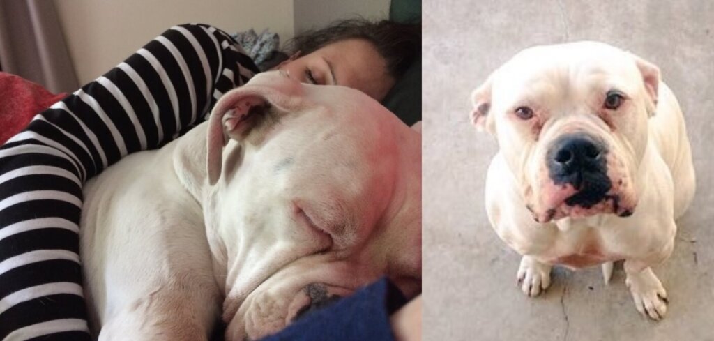 Lilly adopted dog