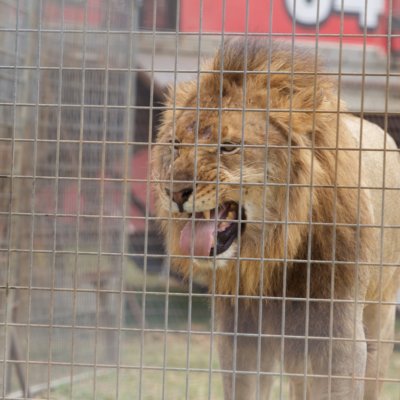 Lion at Stardust Circus