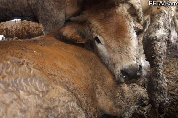 Cows on a live export ship