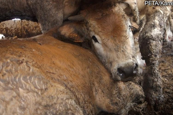 NZ Government Pressured to End Live Exports in Light of Suez Canal Crisis