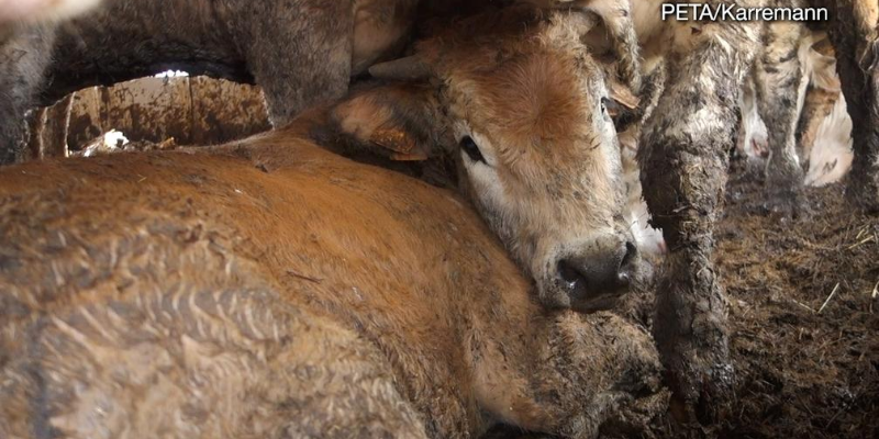 Cows on a live export ship