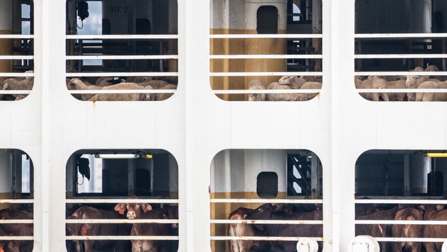 Animals transported by sea from Australia to the middle east.