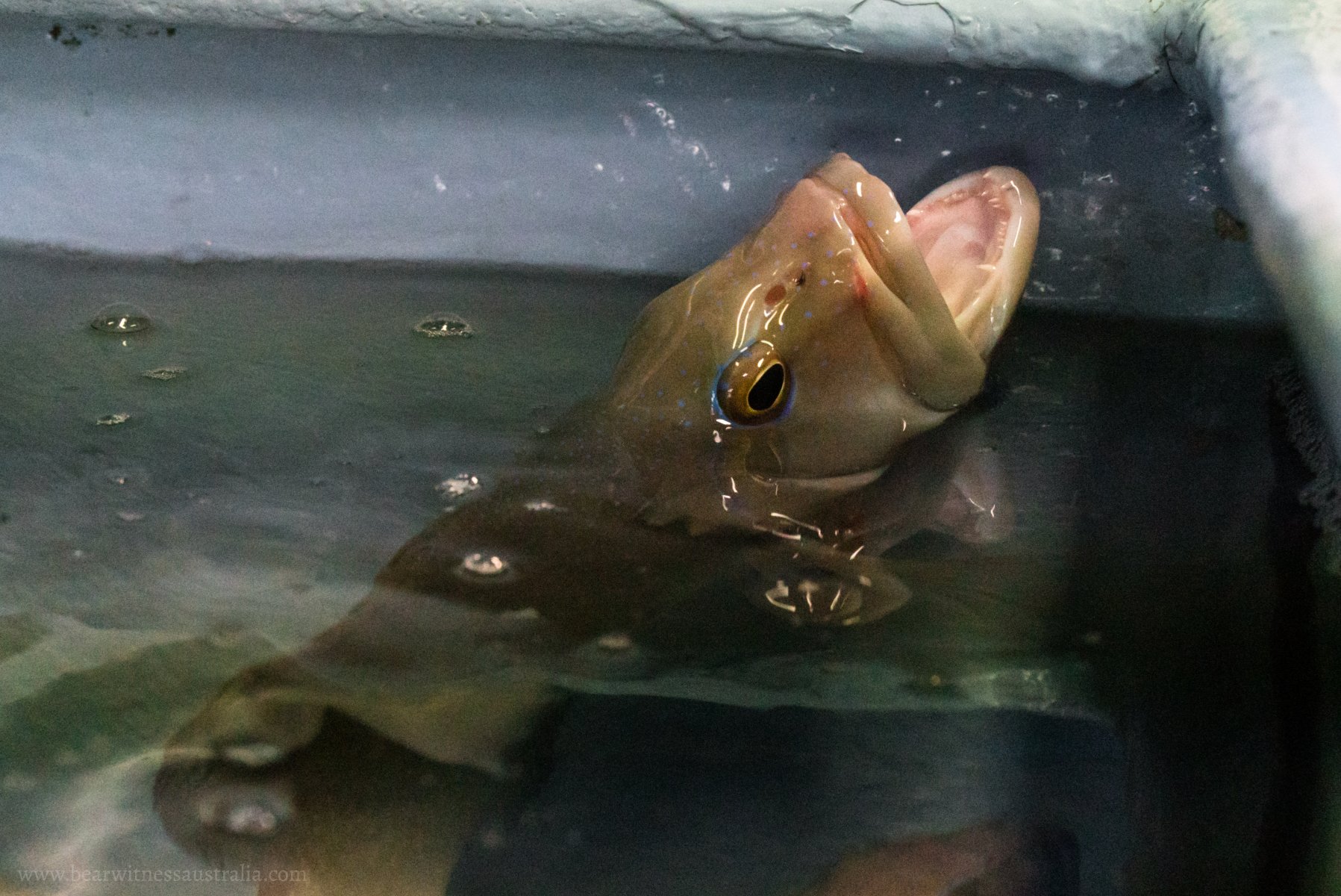 A photo of a fish at a live seafood store in Victoria.