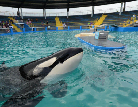 Gradient background with a white rabbit silhouette and the text ‘PETA.’