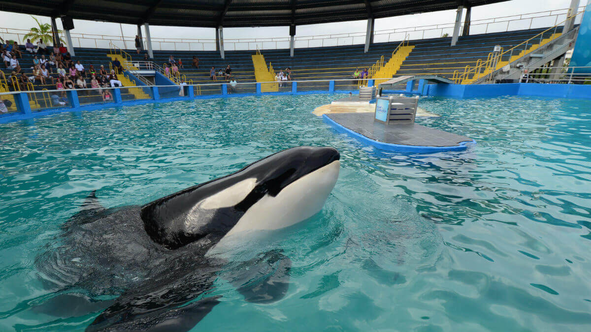 World’s Loneliest Captive Orca, Lolita, Dies