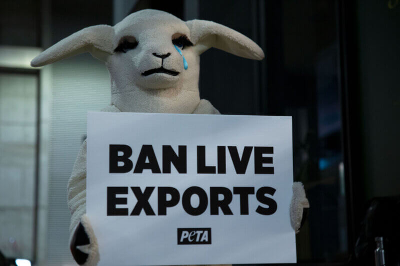 PETA protesters and a "sheep" hold signs saying "ban live exports".