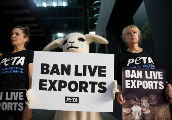 PETA protesters and a "sheep" hold signs saying "ban live exports".