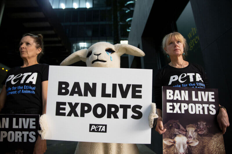 PETA protesters and a "sheep" hold signs saying "ban live exports".