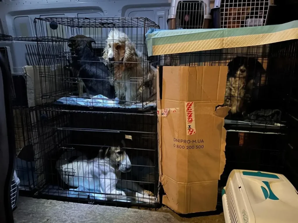 dogs in crates rescued from Lviv