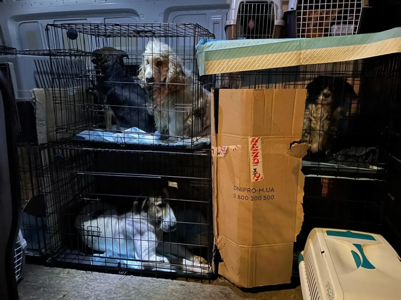 dogs in crates rescued from Lviv