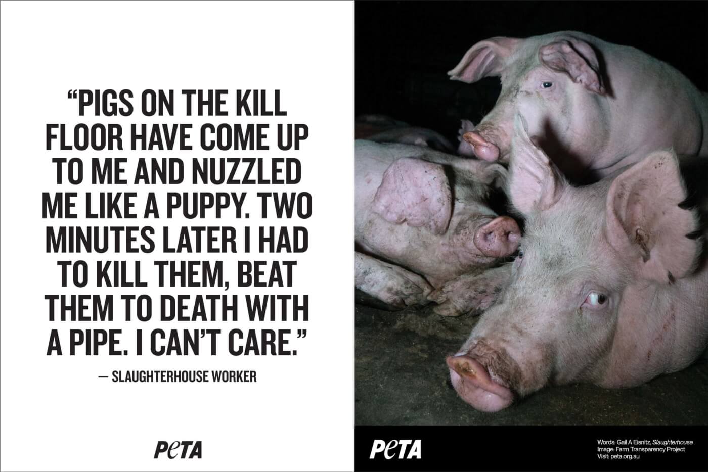 On the left is a quote: “Pigs on the kill floor have come up to me and nuzzled me like a puppy. Two minutes later I had to kill them, beat them to death with a pipe. I can’t care.” And on the right is an image of pigs.