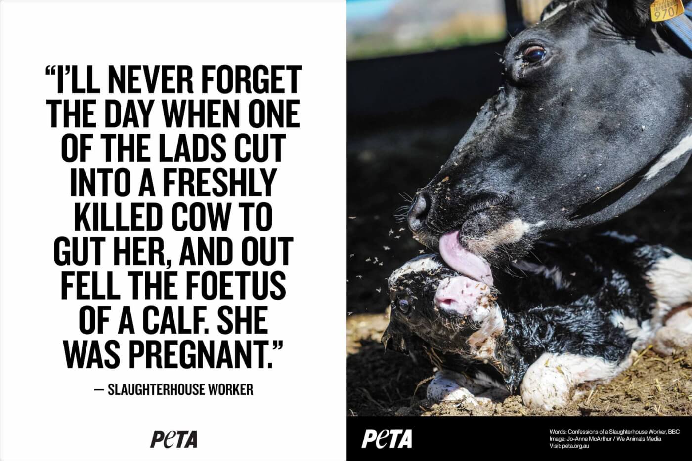 On the left is the quote: “I’ll never forget the day … when one of the lads cut into a freshly killed cow to gut her – and out fell the foetus of a calf. She was pregnant.” On the right is a photo of a cow with her calf.