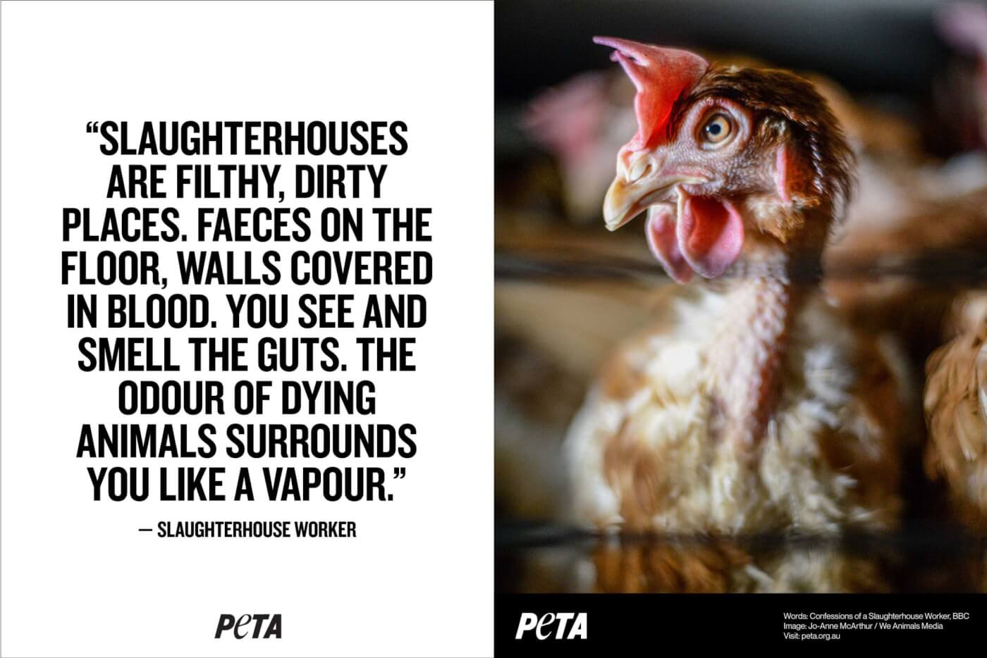 On the left is the quote: Slaughterhouses] are filthy, dirty places. There’s animal faeces on the floor, you see and smell the guts, and the walls are covered in blood.” On the right is an image of a chicken.