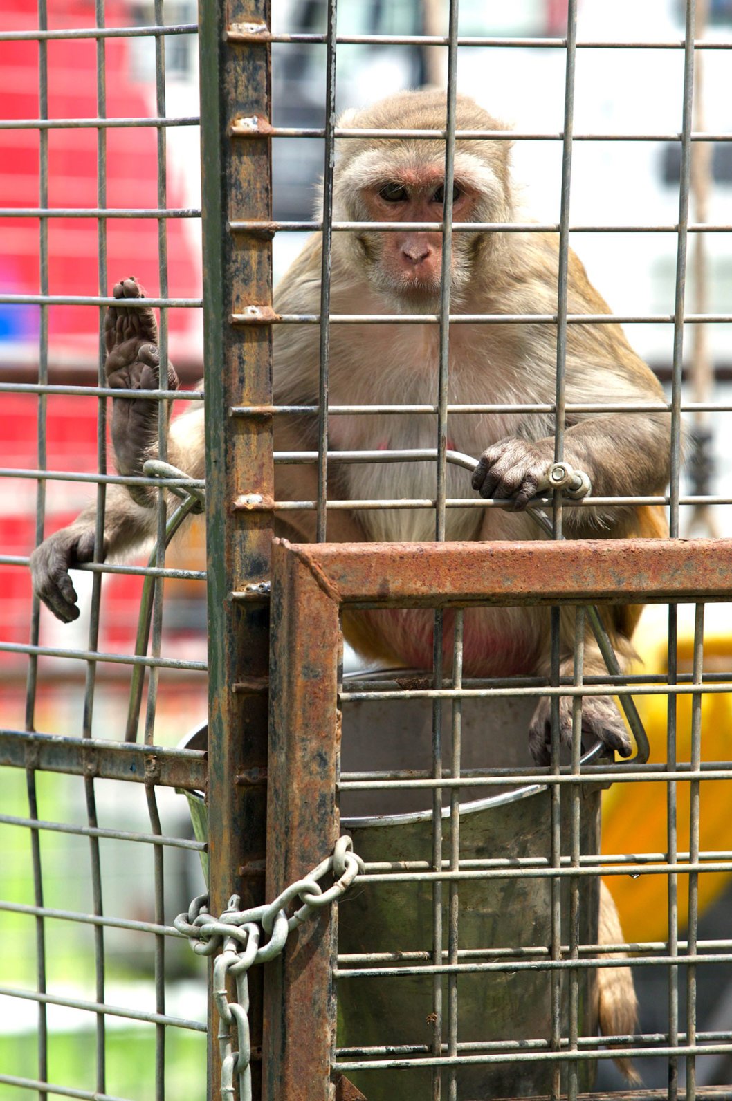 A macaque monkey in a cage at the circus