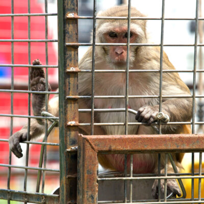A macaque monkey in a cage at the circus