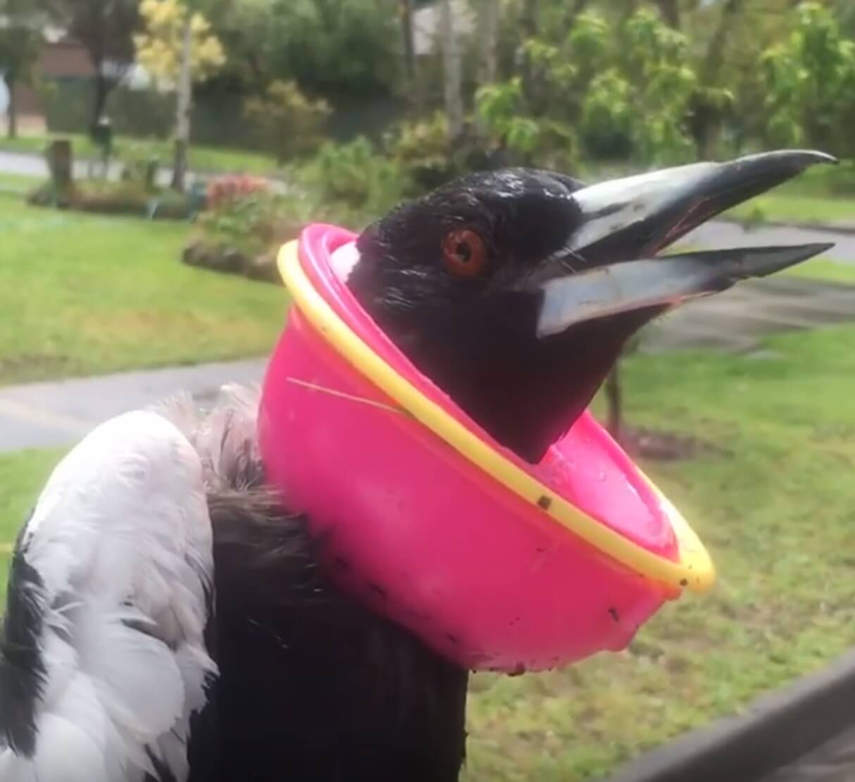 REWARD: Help Catch Melbourne Magpie Abuser