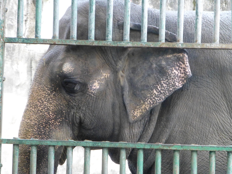 Mali manila zoo