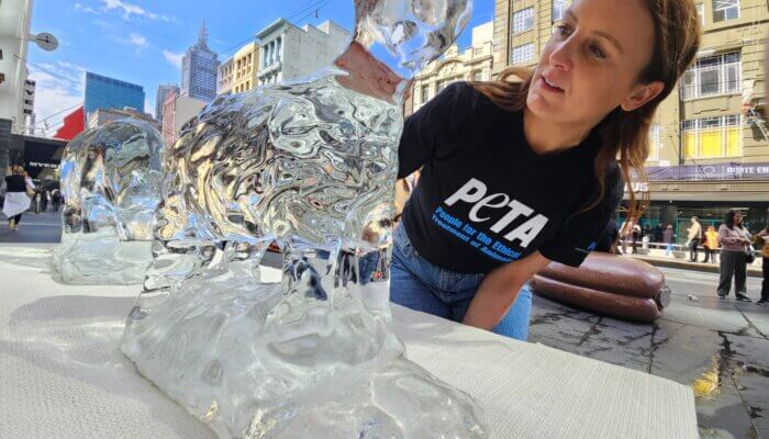 Melting Ice Animals Highlight Link Between Diet and Climate Change