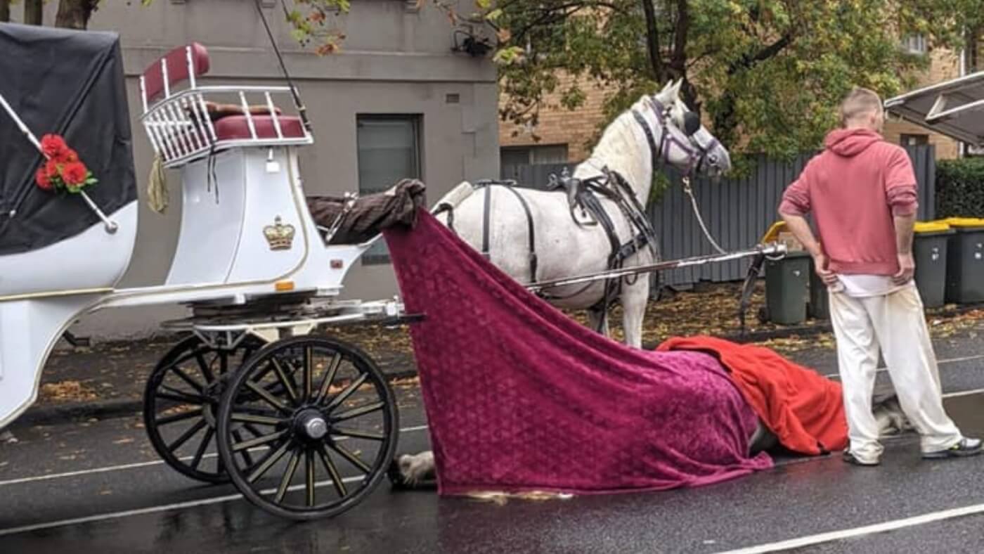 Horse Pulling Carriage Dies on Melbourne Street | News | PETA Australia
