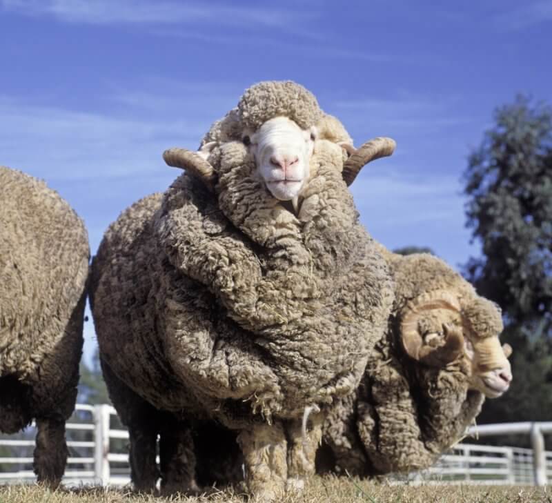 Merino sheep