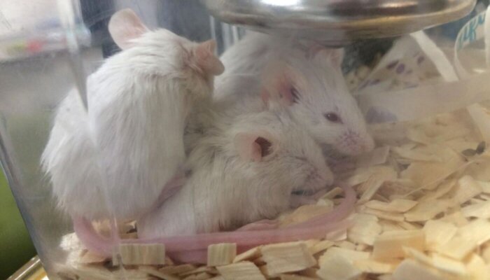 Cruel and Useless: World Day for Animals in Laboratories Highlights Why Testing on Animals Must End