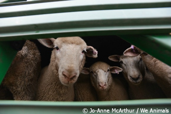 sheep live export