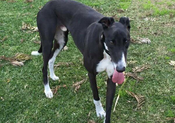 Mike Baird the Greyhound Is Up for Adoption!