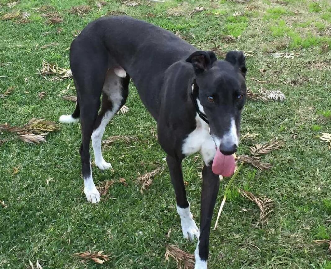 Mike Baird the Greyhound Is Up for Adoption!