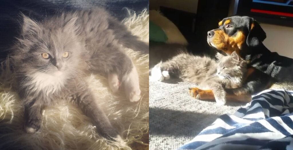 Milor the adopted cat