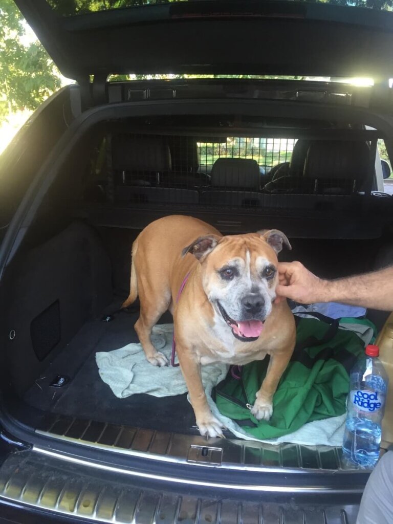 Missing dog rescued 10